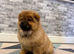KC registered adorable chow chow puppies