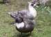 2 x female call ducks for sale