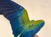 Silly tame Harlequin macaw