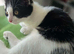 Last adorable kitten girls looking for a home