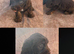 Cocker spaniel puppies