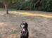 9 month old highly trained working line Labrador puppy
