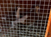 Lahori Pigeons