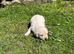 Beautiful lab puppies