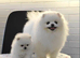 Beautiful White/Cream Pomeranian Puppies