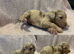 Labradoodle F1B Health clear pups