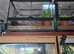 Mourning geckos
