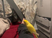 Parrots for sale