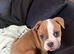 12 week old English bulldog neebr registered and history