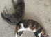 Pair cats