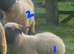 Valais Blacknose sheep