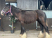 Gelding to make 14.1/2