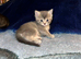 Adorable British Shorthair kittens