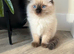 Seal point pedigree ragdoll female