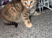 3 lovely kittens for sale