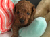 Toy poodles