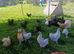 Lavender pekins