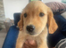 Fantastic Goldendoodle puppy’s