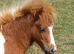 Show Quality Registered Miniature Shetland Colt Foal