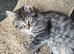 beautiful long-haired kitten female