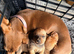 KC reg Miniature Smooth hair Dachshunds