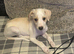 Saluki bull greyhound (lurcher) puppy’s