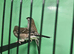 Cherry finch