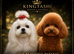 Ready Now. Unique Teacup Asian Maltipoo Puppies , DNA tested parents
