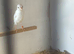 2 Irish fancy canaries