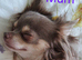 1 boy now available Long Coat Chihuahua puppies