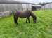 Bella - 3.5-Year-Old Dartmoor Mare For Sale
