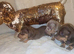 Miniature DACHSHUND