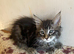 Half Maine Coon Kittens