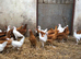 Point of lay hens