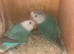 Pair of lovebirds