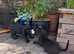 8 labrador x teckel dachund puppies