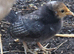 4 x Serama cross Sebright chicks
