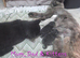 Kittens looking for forever homes