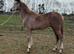 Registered irish draft colt