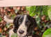 Beautiful Proven Springer Spaniel for stud