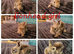 Lionhead babies ready to reserve
