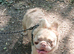 2 and a half year old french bulldog