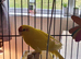 Bonded breeding pair of kakariki