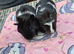 Baby Sister Female Guinea Pigs