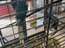 Kakariki babies  ready for new homes Now