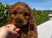 FoxRed cavapoo