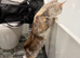 Tica Active / Health Tested Male and Female