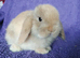 Baby mini lops for sale