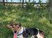 Mini Jack Russell