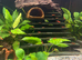 Red cherry shrimp